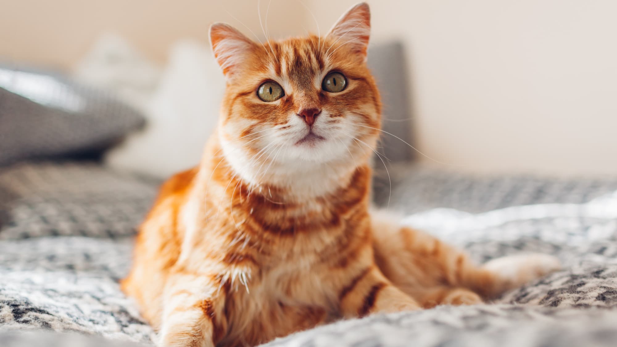 кошка