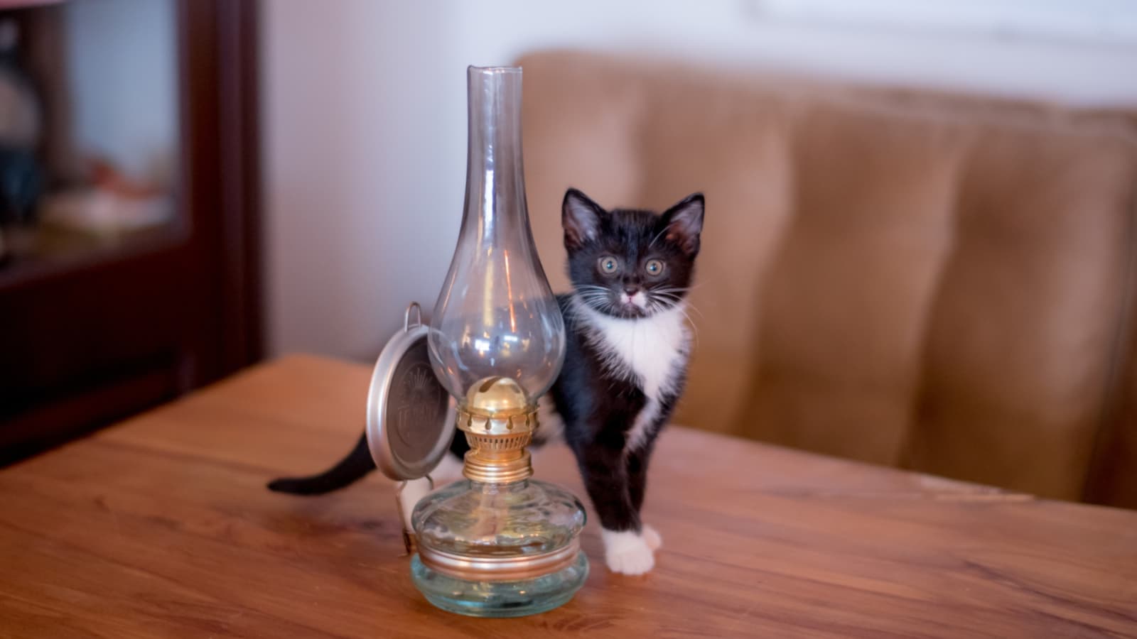 котенок на столе
