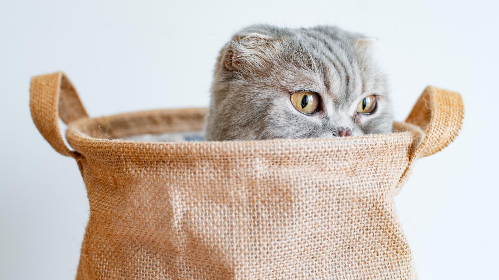 кот в мешке