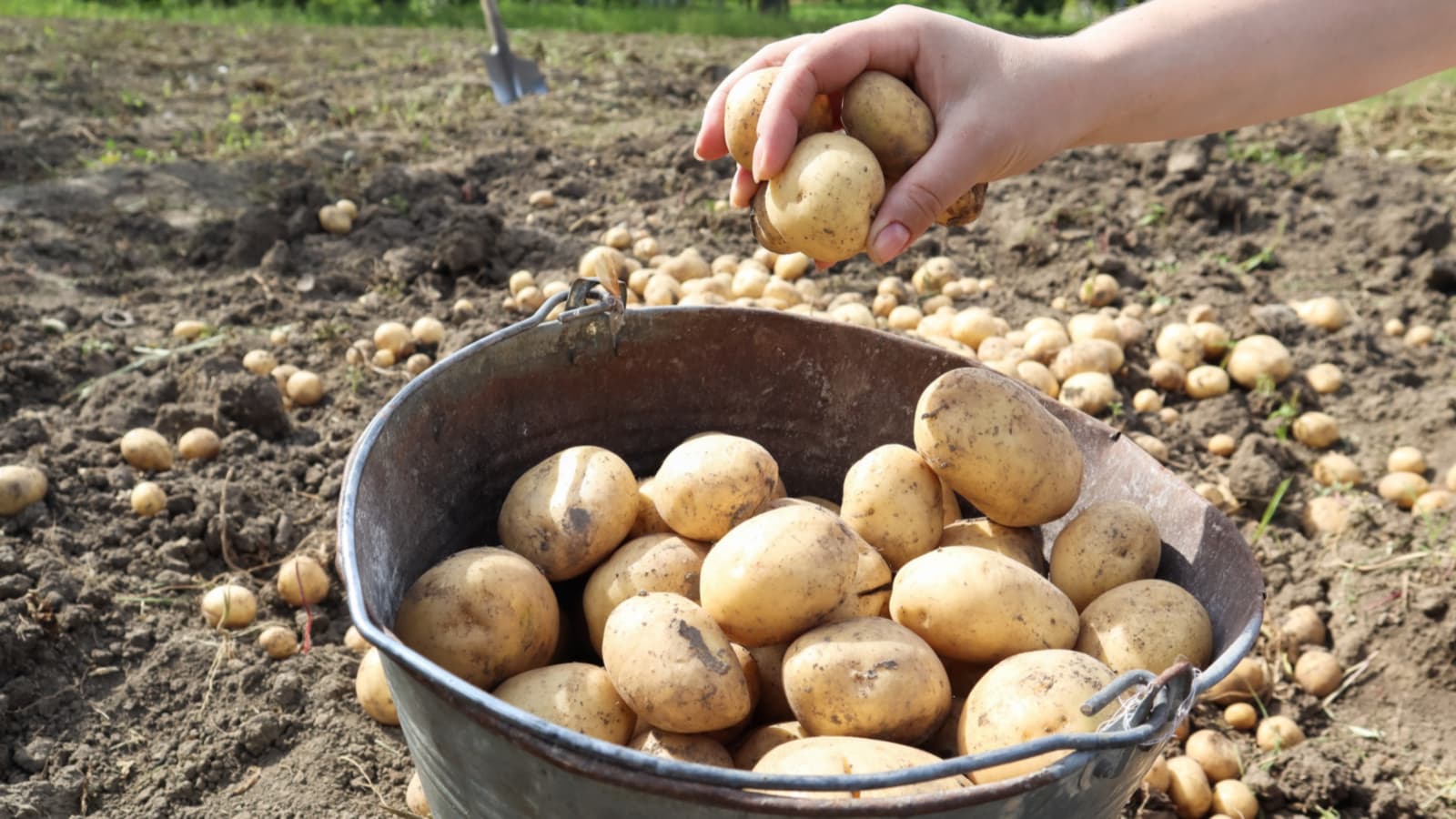 урожай картофеля