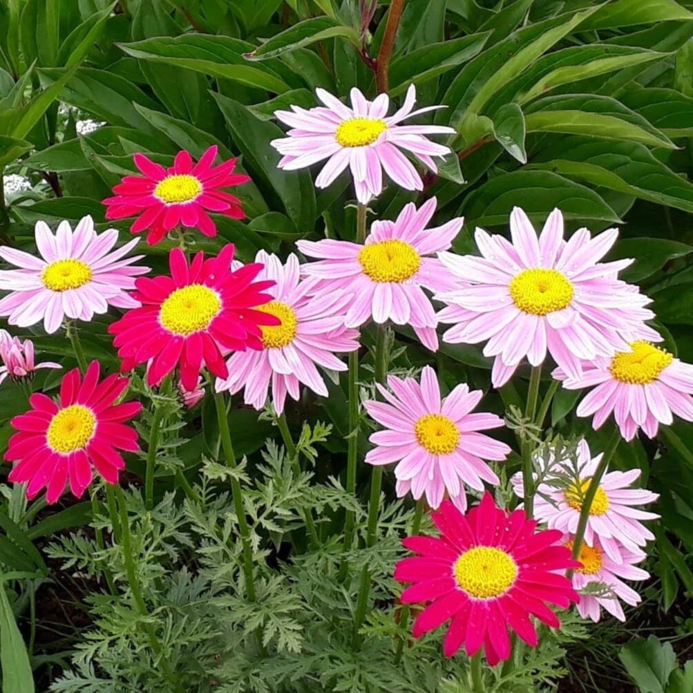 foto: Pinterest.com Пиретрум