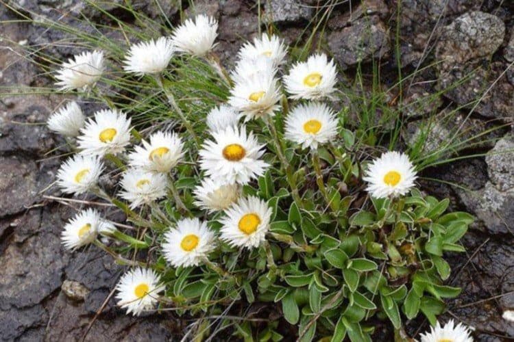 Гелихризум