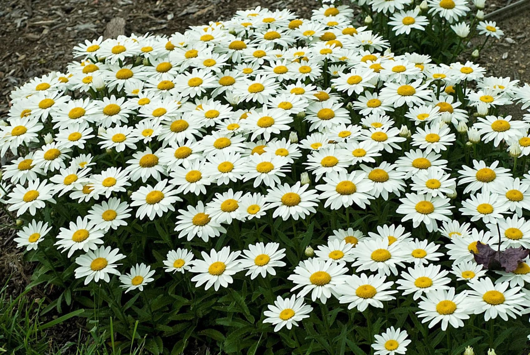 foto: Pinterest.com Нивяник