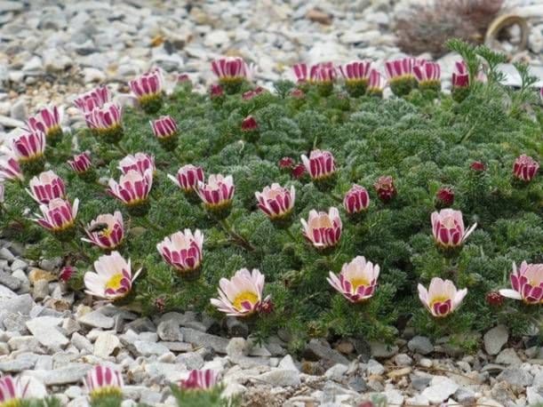 foto: Pinterest.com Анациклус