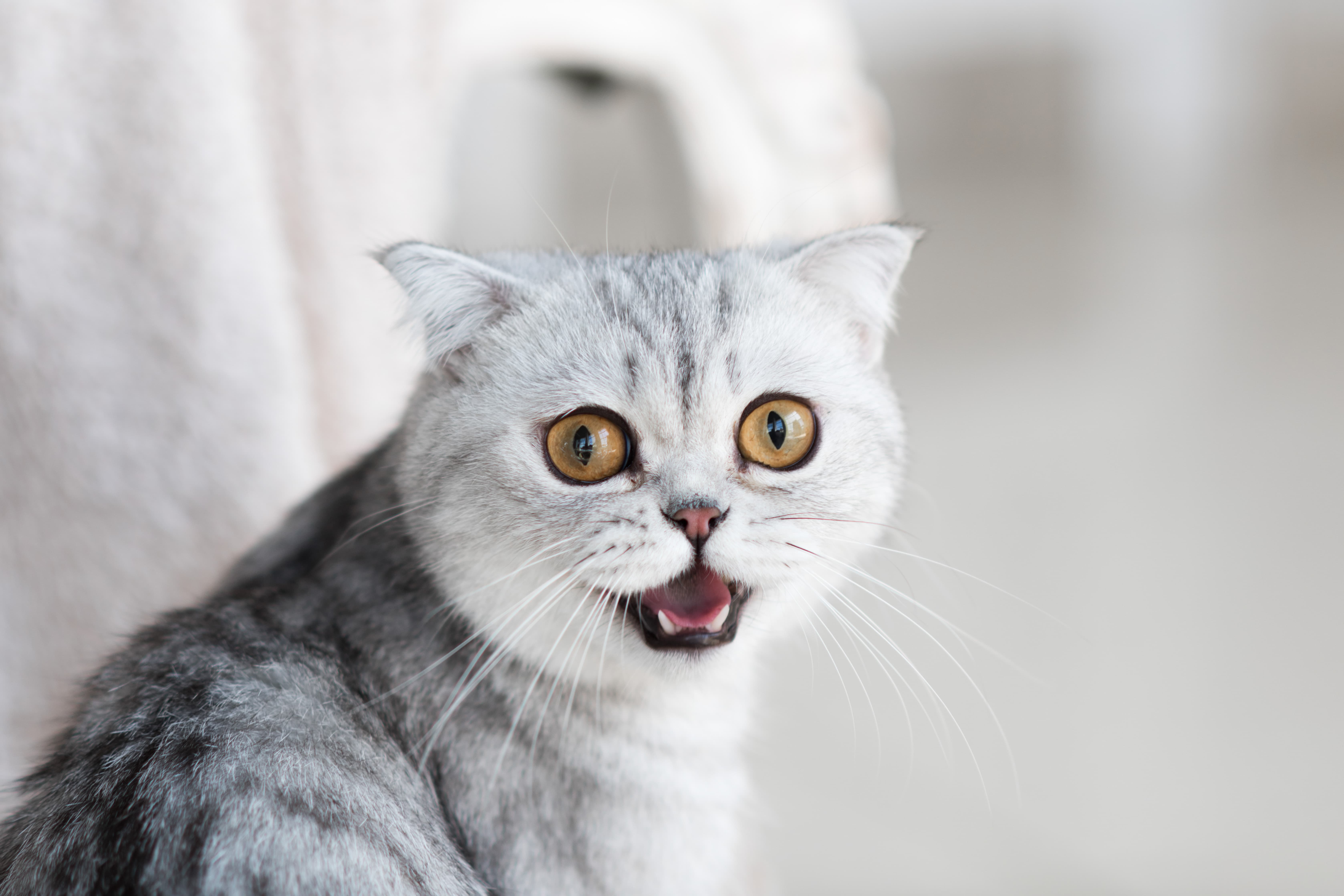 кошка мяукает