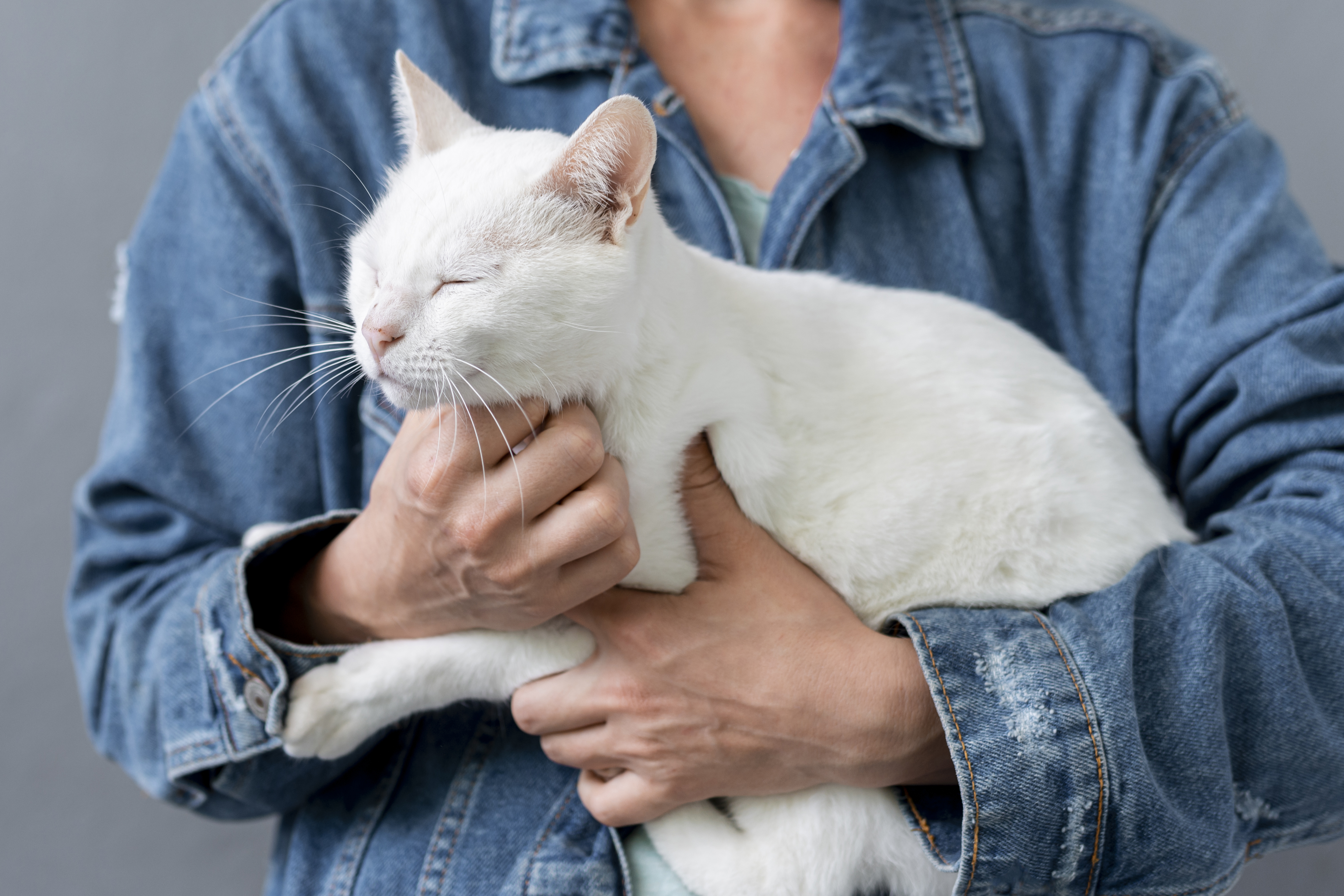 кошка с хозяином