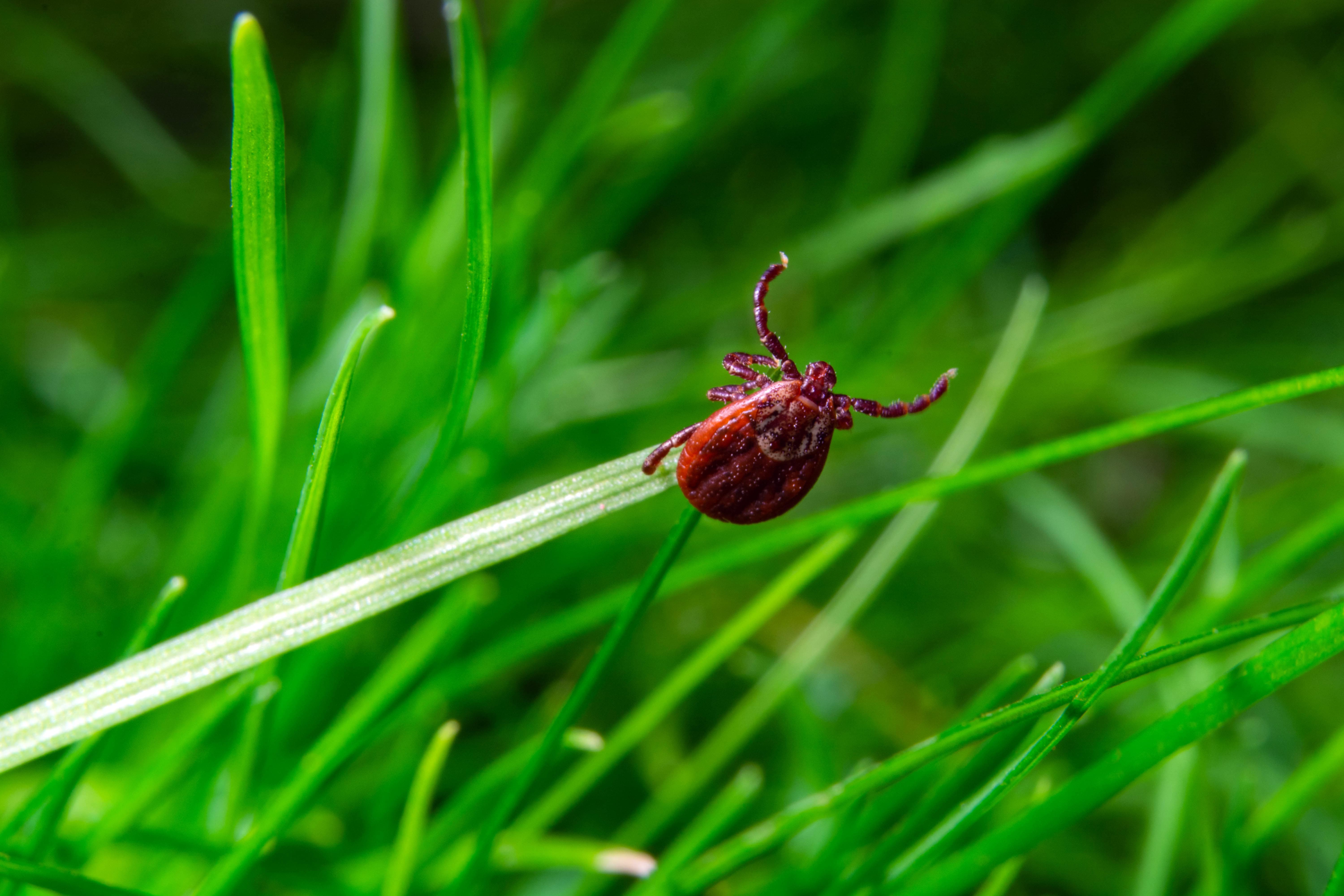 клещ на листке