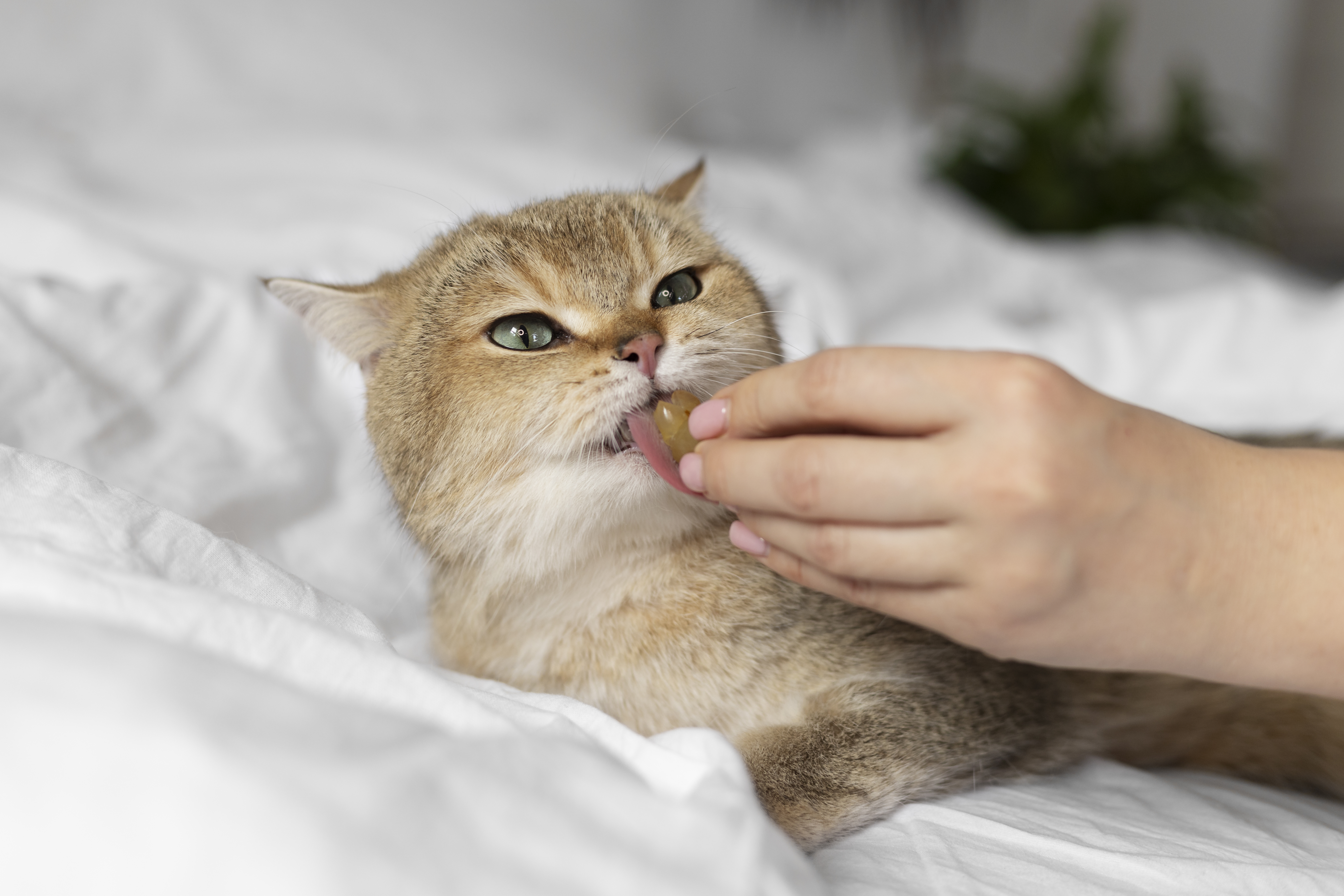 кошка кусается