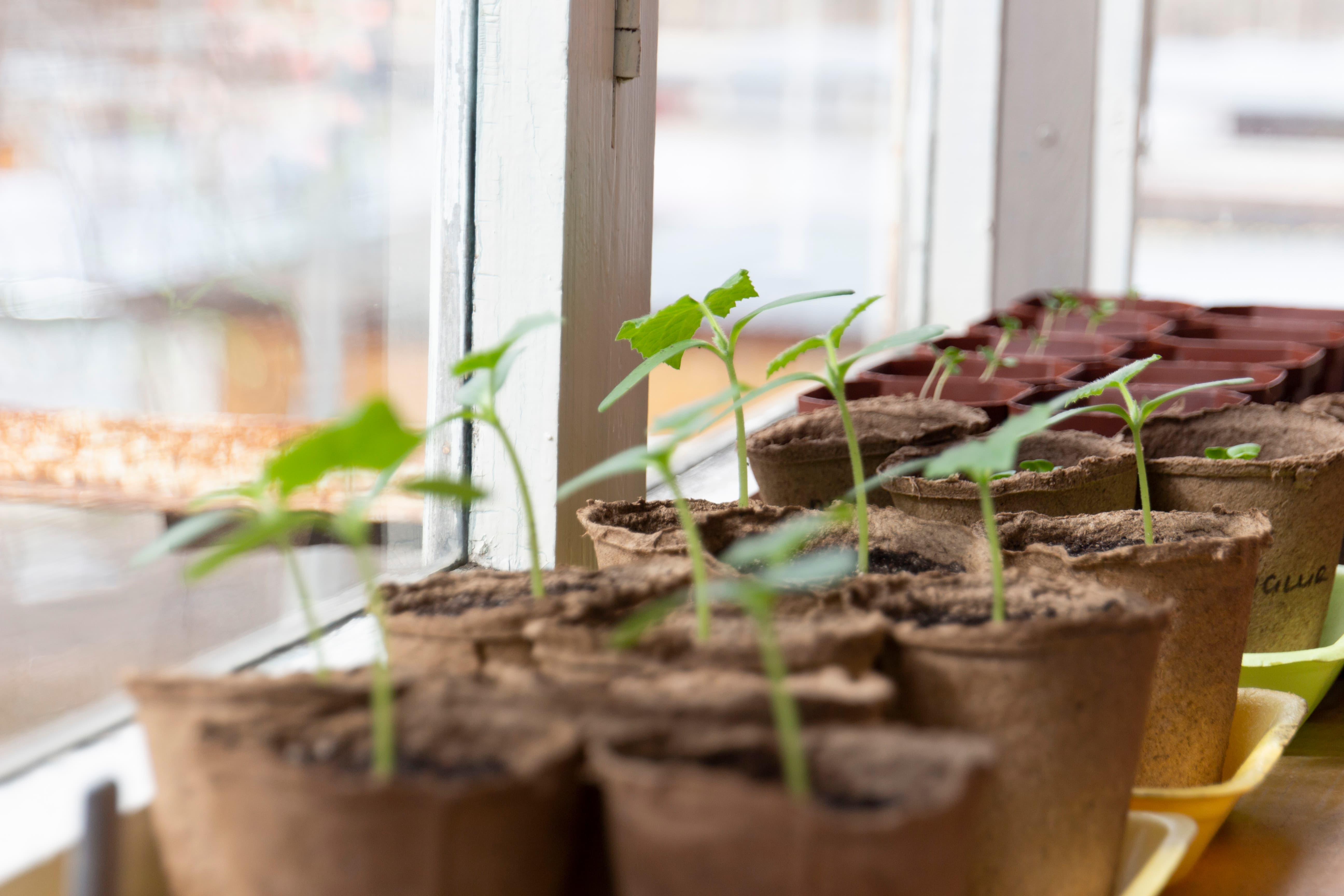 рассада на окне в квартире