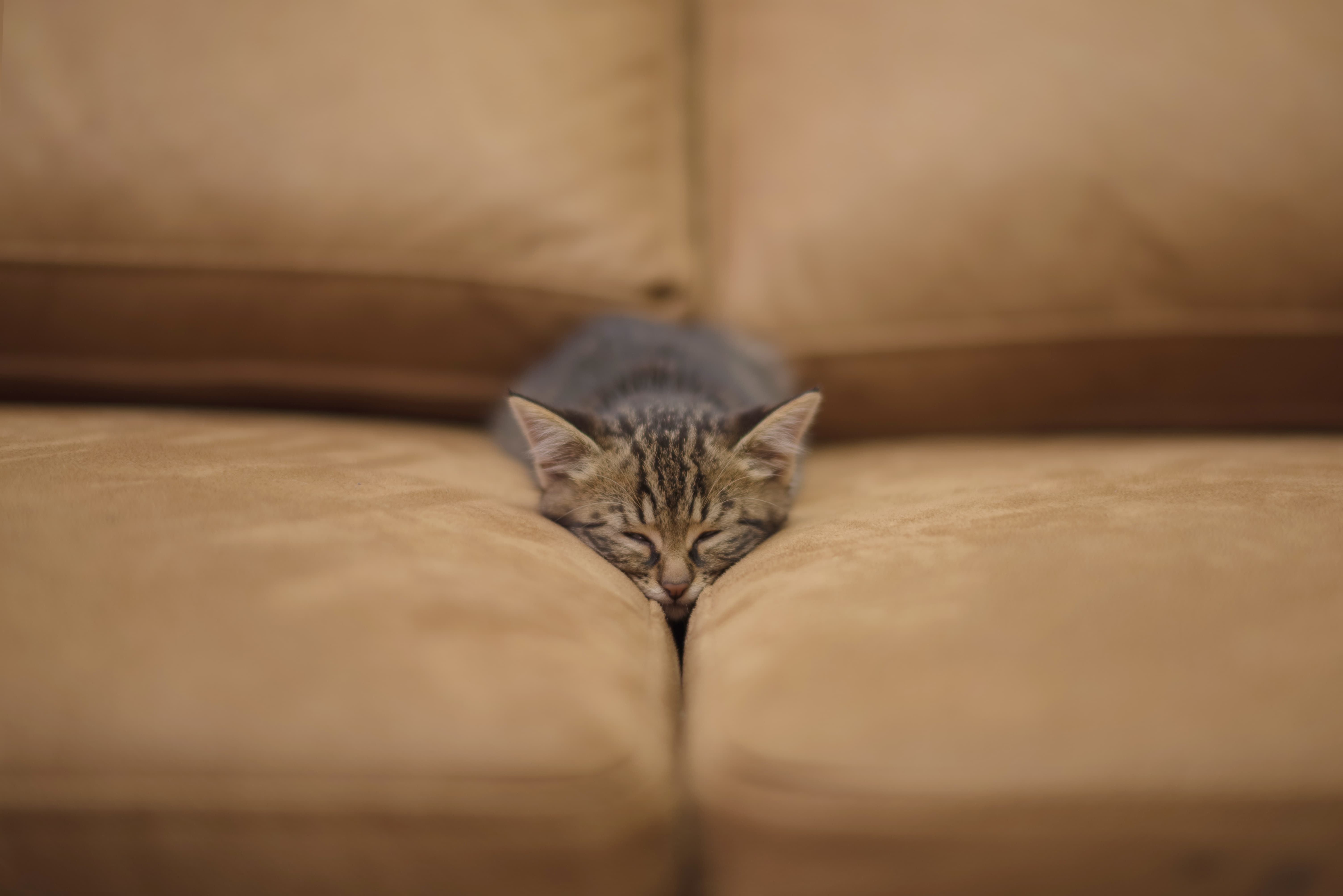 кот батонится