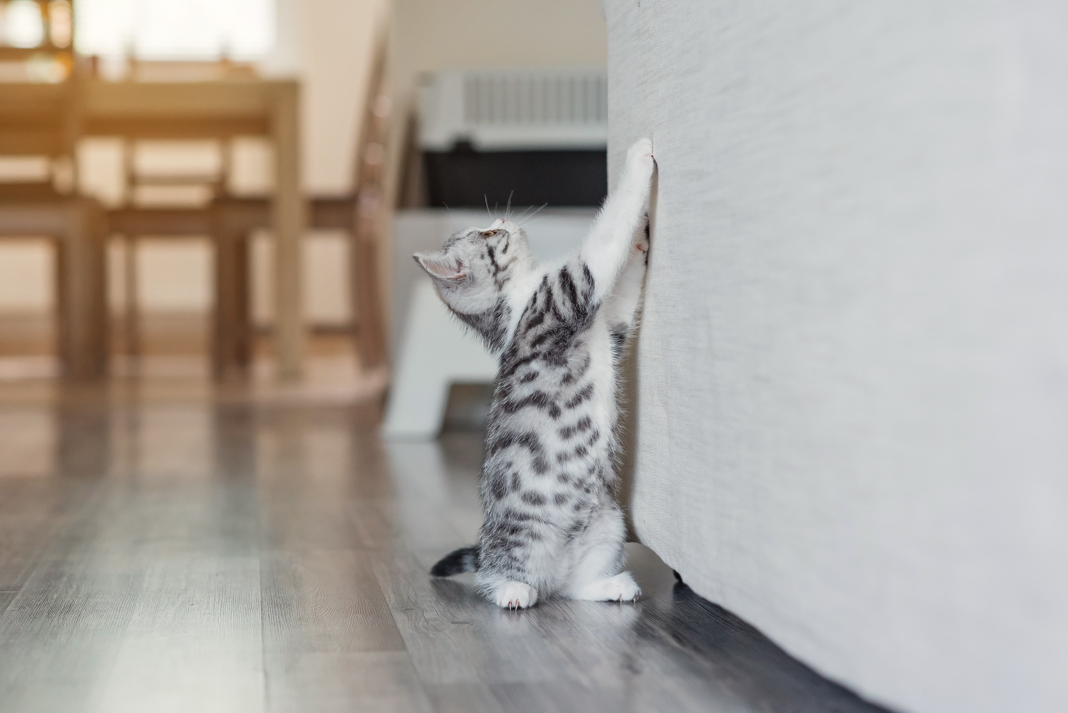 кошка дерет стены