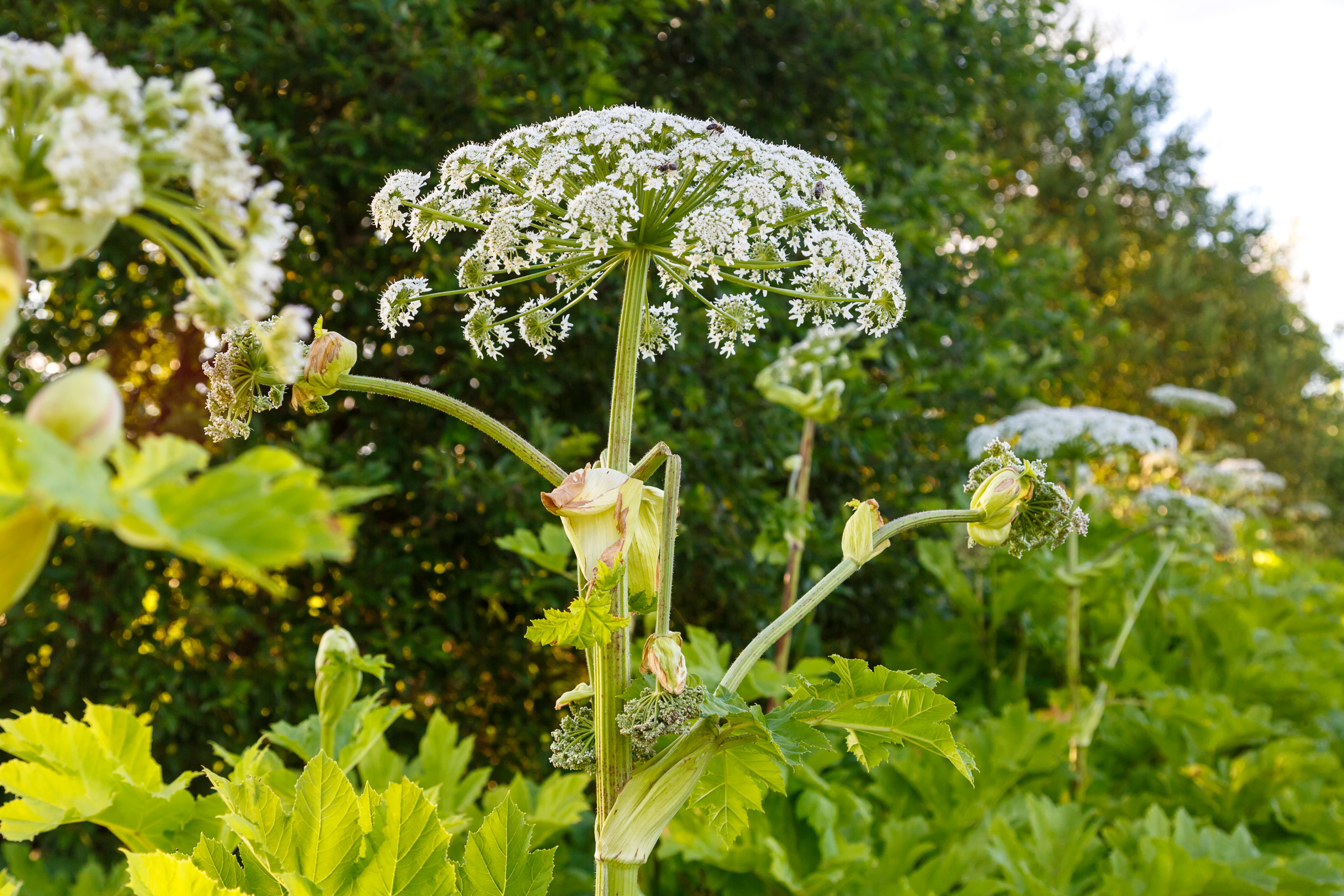 борщевик
