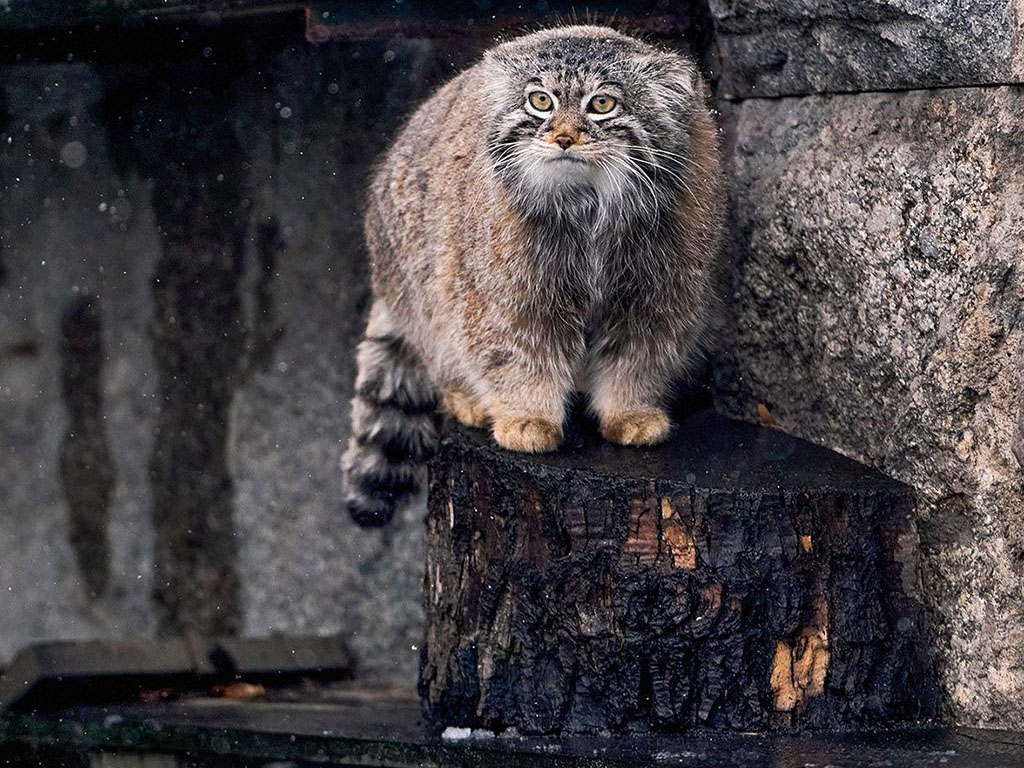 Манул Тимофей и невесты