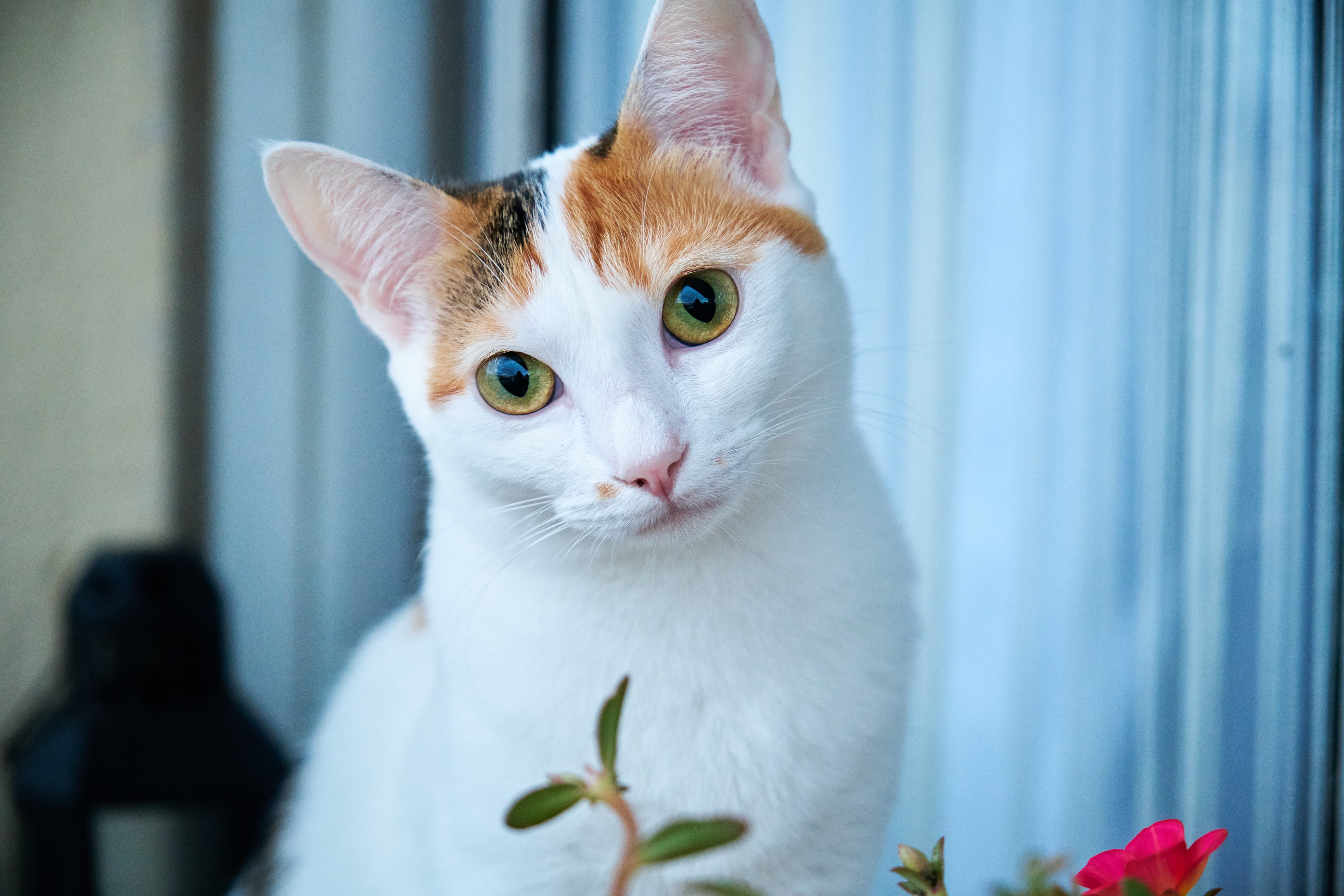 фото красивой кошки