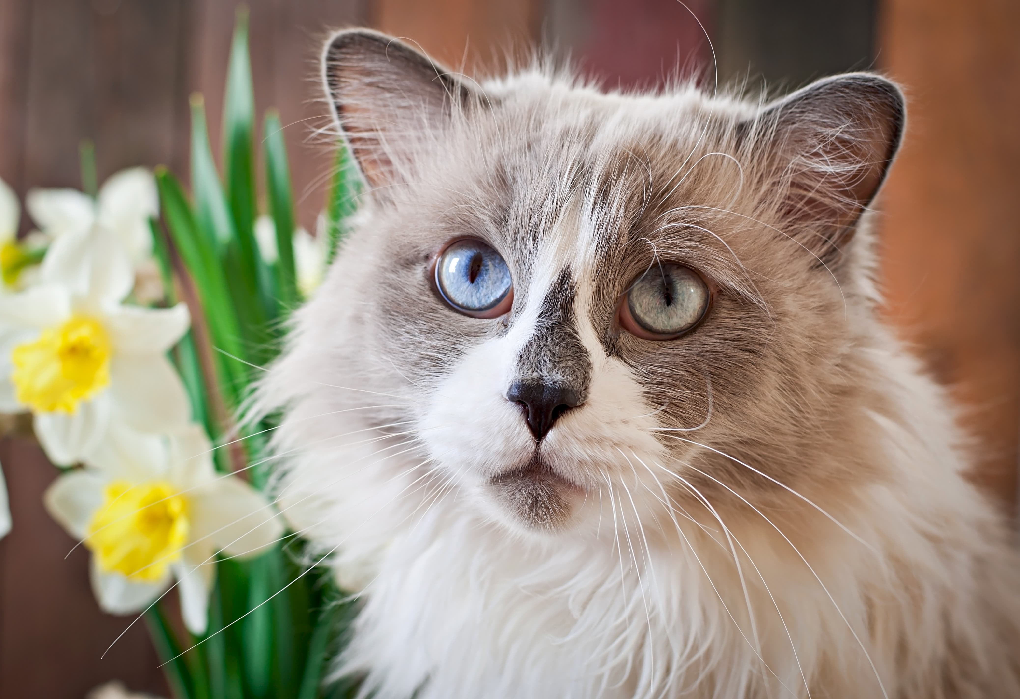 красивая домашняя кошка