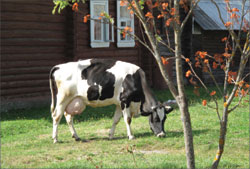 Последняя корова деревни Погост;  Фото автора