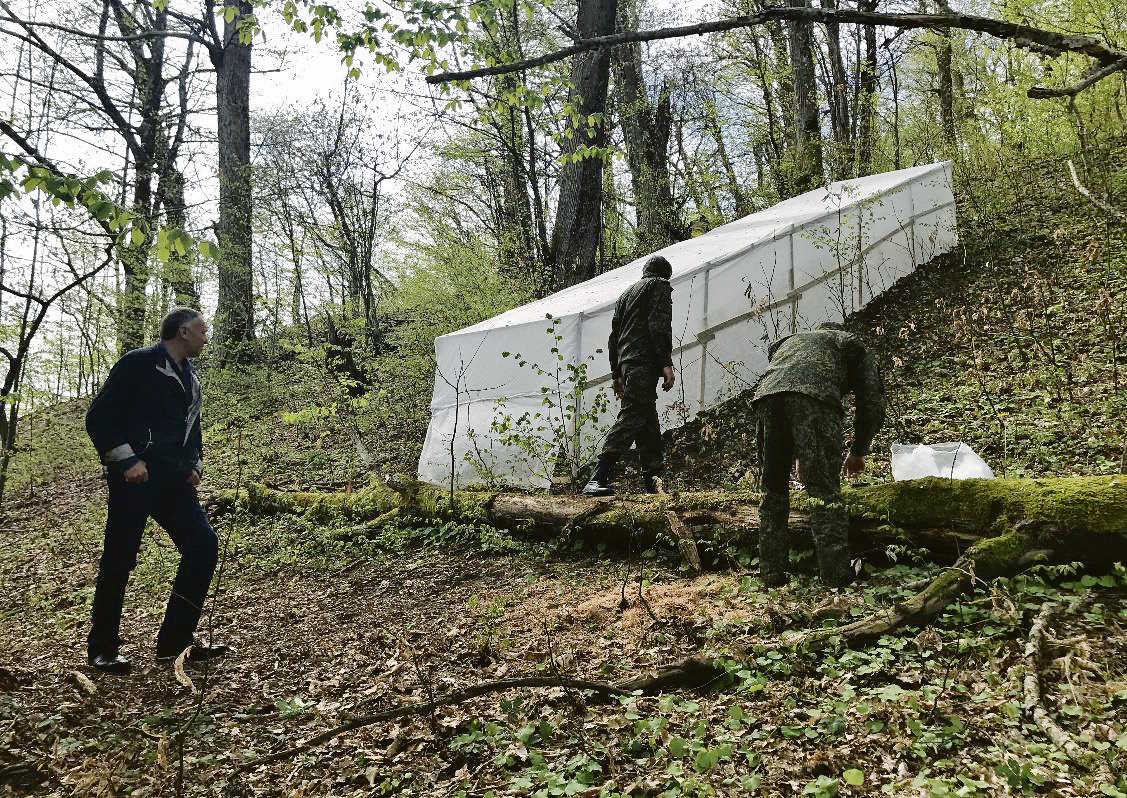 Теплица по разведению торимуса – паразитоида каштановой орехотворки